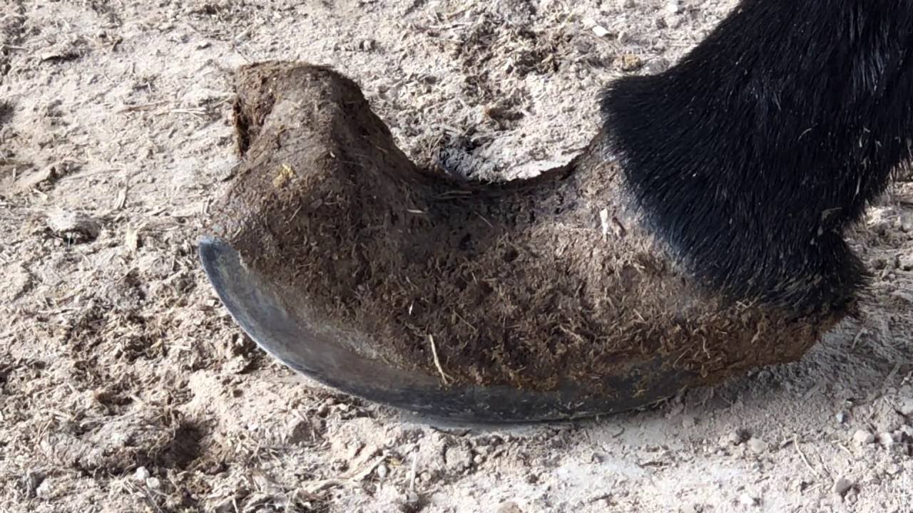 C-shaped donkey hoof curl, a 180-degree walking limp, can be cured instantly by cutting it in half!