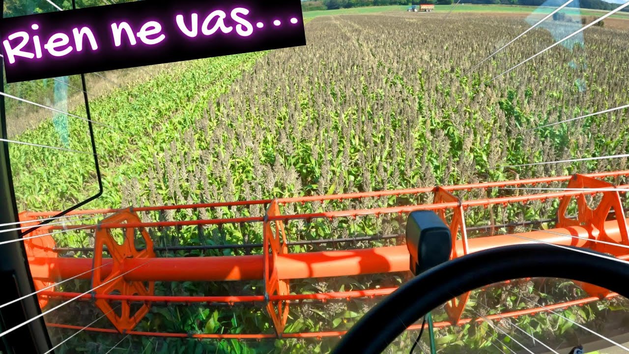 Je tente le sorgho et tournesol.  Ca tourne mal ? NON ! - 2024