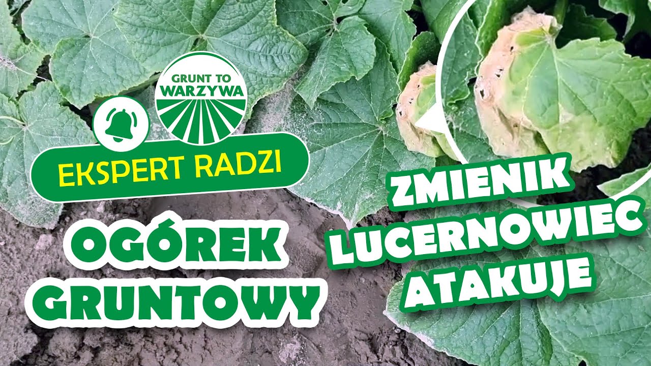 Ogórek gruntowy, zmienik lucernowiec atakuje i pojawiła się pleśń - Ekspert radzi