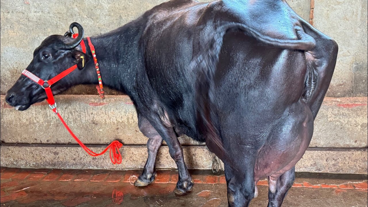 हिसार में देखिये दूध की मशीन 🥛🥛 ये भैंस ले के आयेगी डेयरी को फायदे में 🏦🏦