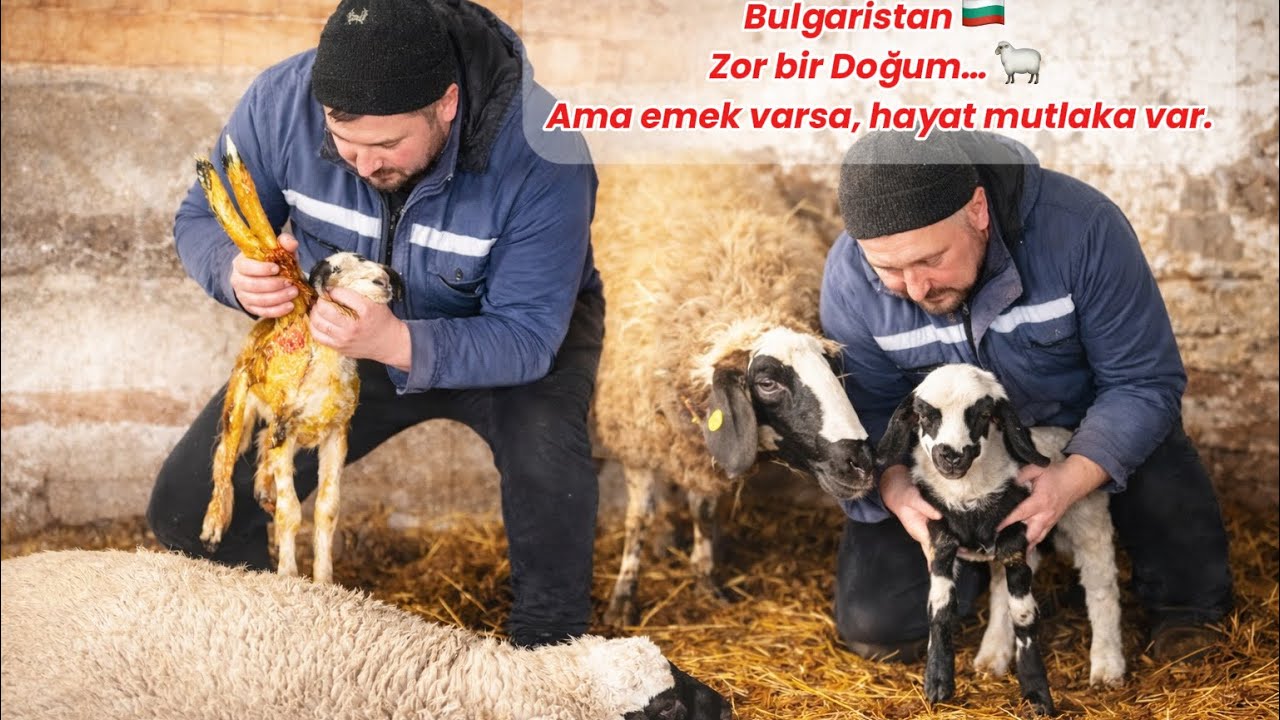 Bulgaristan’da 🇧🇬Hayvancılık~Zor Doğum~Emek varsa,hayat var~Village life