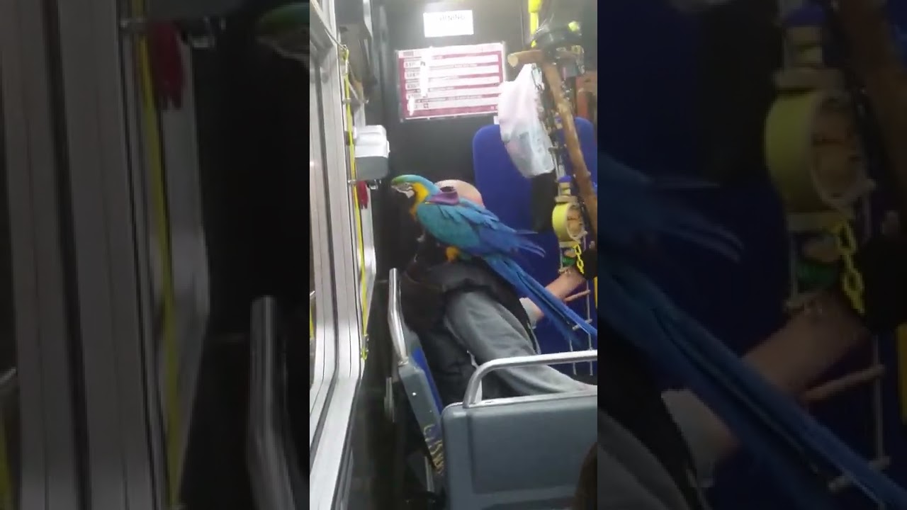 Passenger with Giant Tropical Bird on MUNI Bus in San Francisco