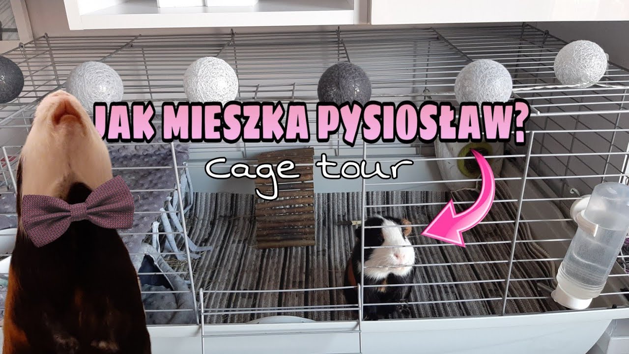 CAGE TOUR🏠 Jak mieszka moja świnka morska?