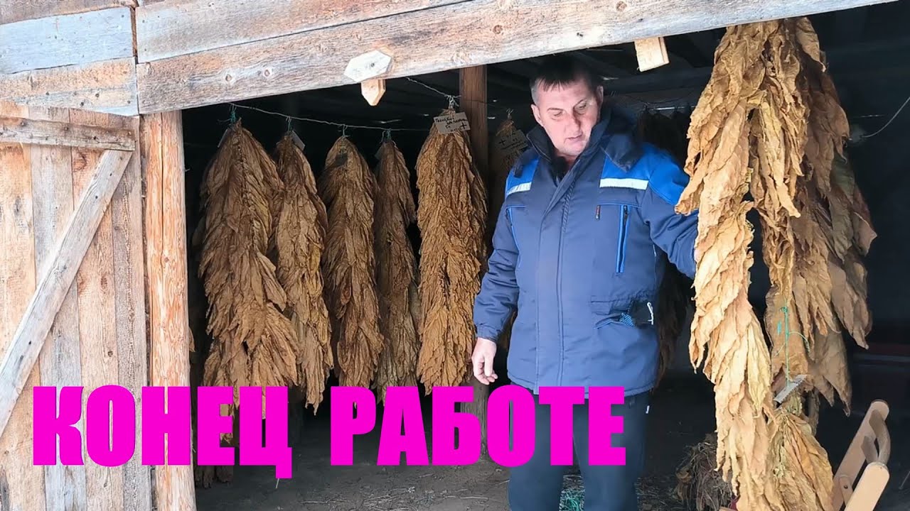 Последняя работа с табаком. Предновогодние хлопоты. Наша жизнь в деревне.