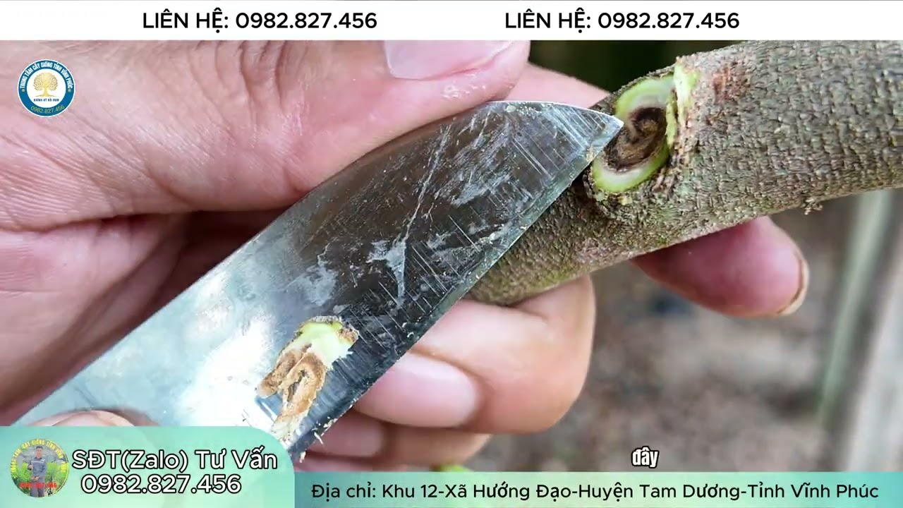 Trầm Kỳ Hải Nam Kim Sa Trung Quốc: Chất Lượng V&agrave; Quy M&ocirc; Đỉnh Cao
