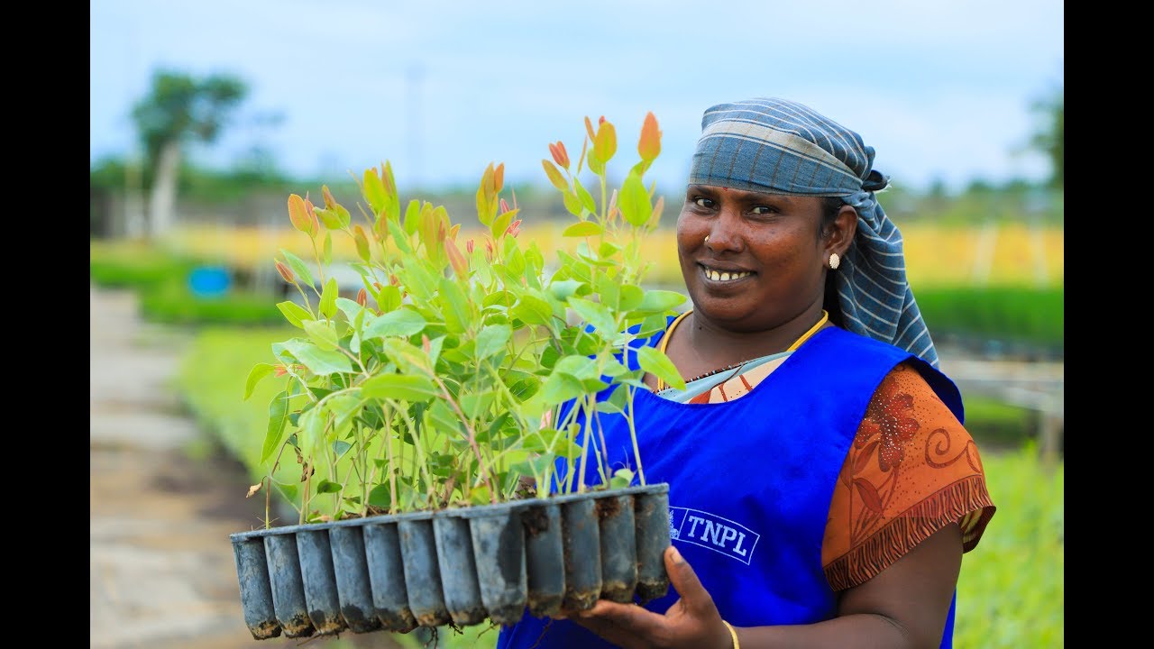 Paper and Pulp industry TNPL Plantations