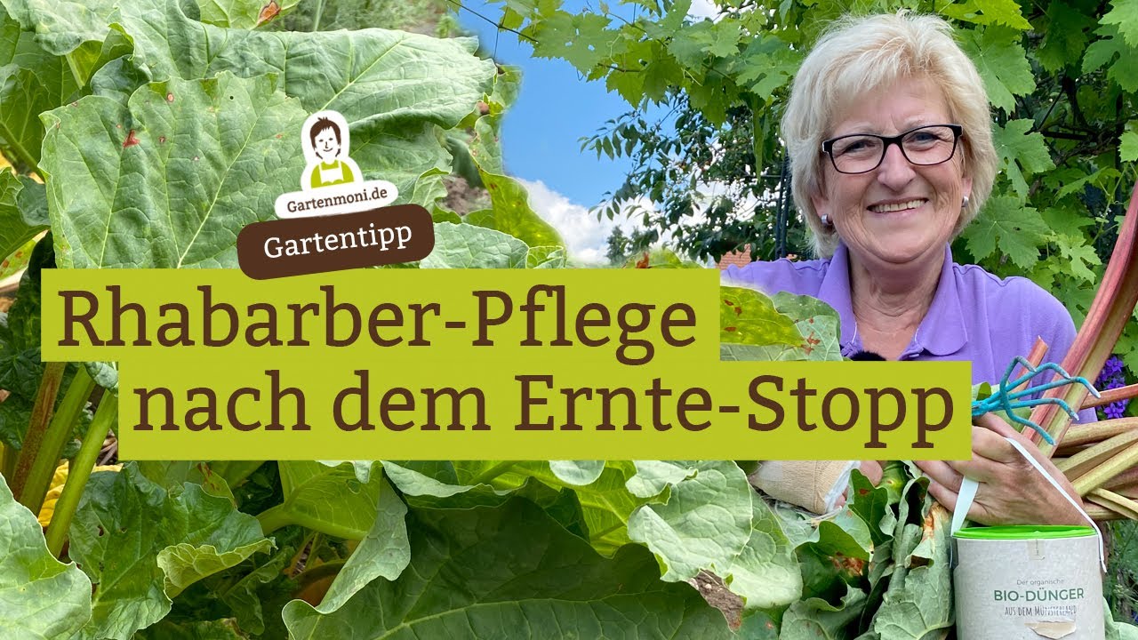 Rhabarber-Pflege nach Ernteschluss - Ernte-Stopp ab 24. Juni
