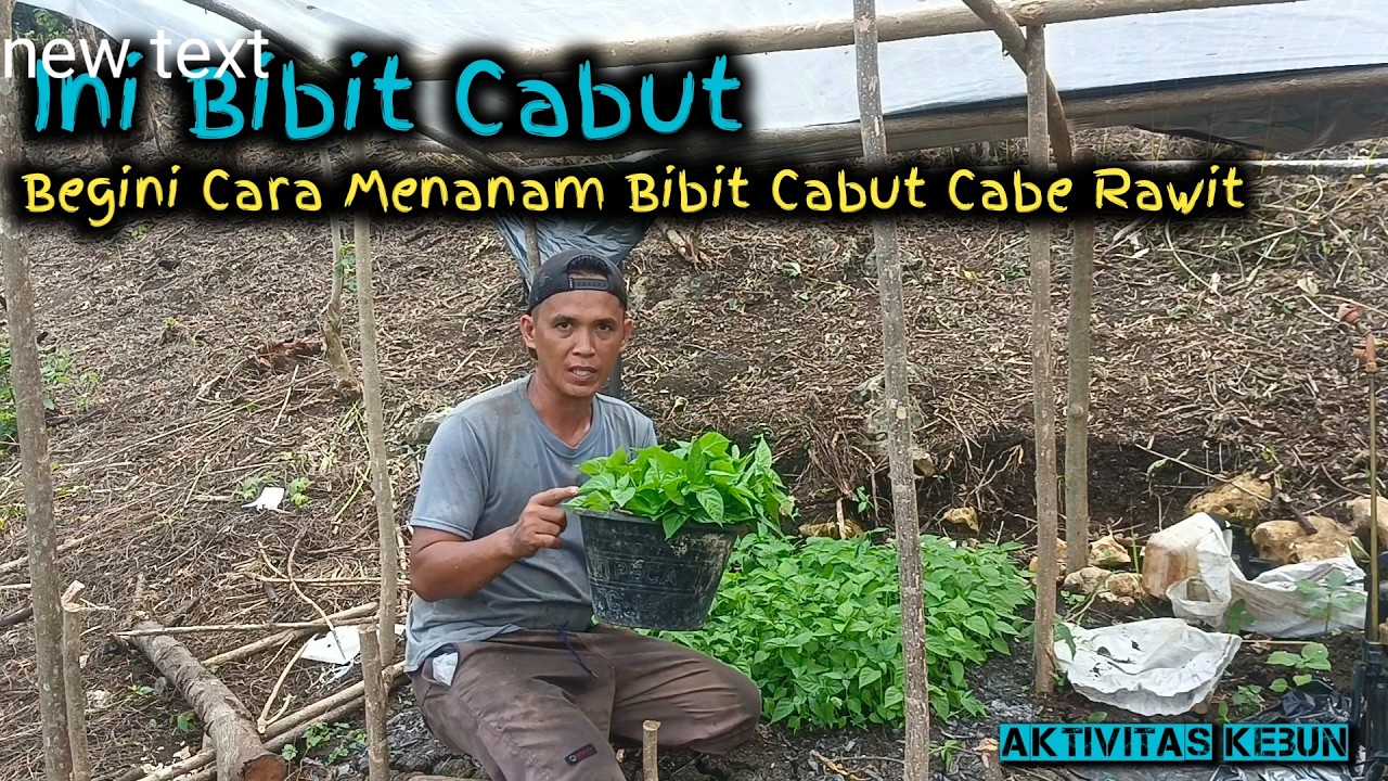 Begini cara menanamnya bibit cabut agar tidak gagal tumbuh