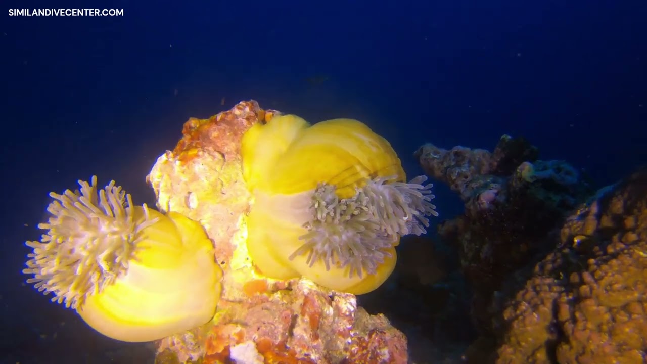 Anemones at the Similan Islands