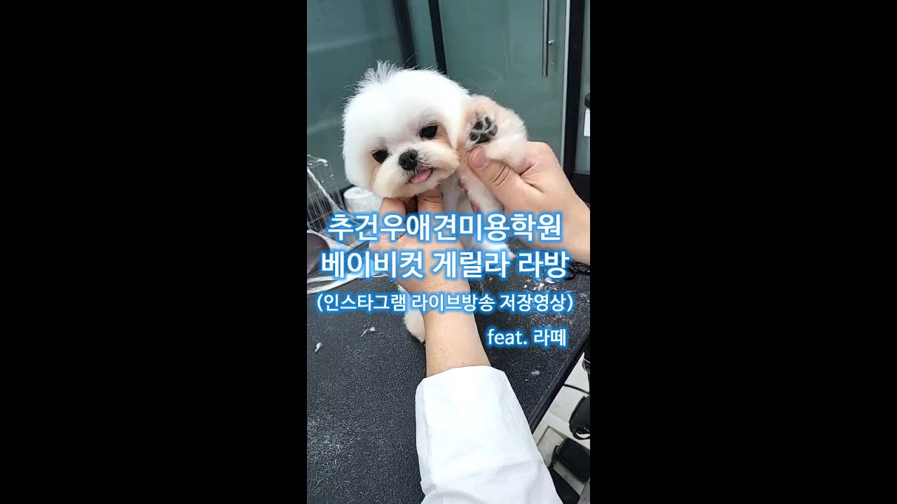 [추건우애견미용학원] 말티즈 스포팅 + 호다닥 베이비컷