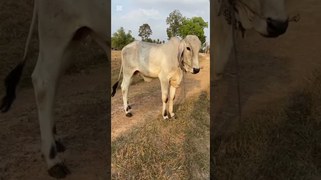 លក់កូរខ្មែរ