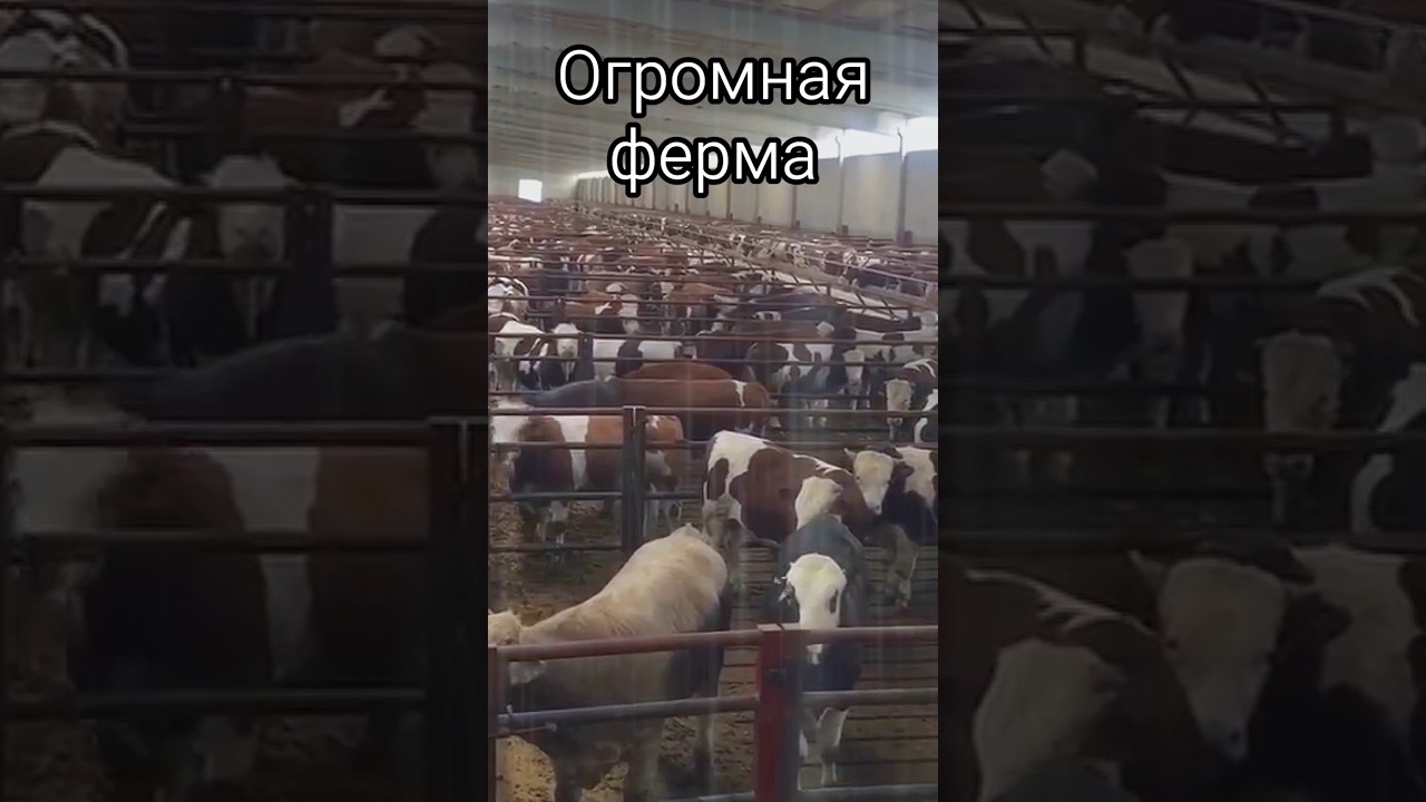 Огромная ферма, такое редко увидишь #корова #бики #ферма #животные #cow #bull #animals #animalshorts