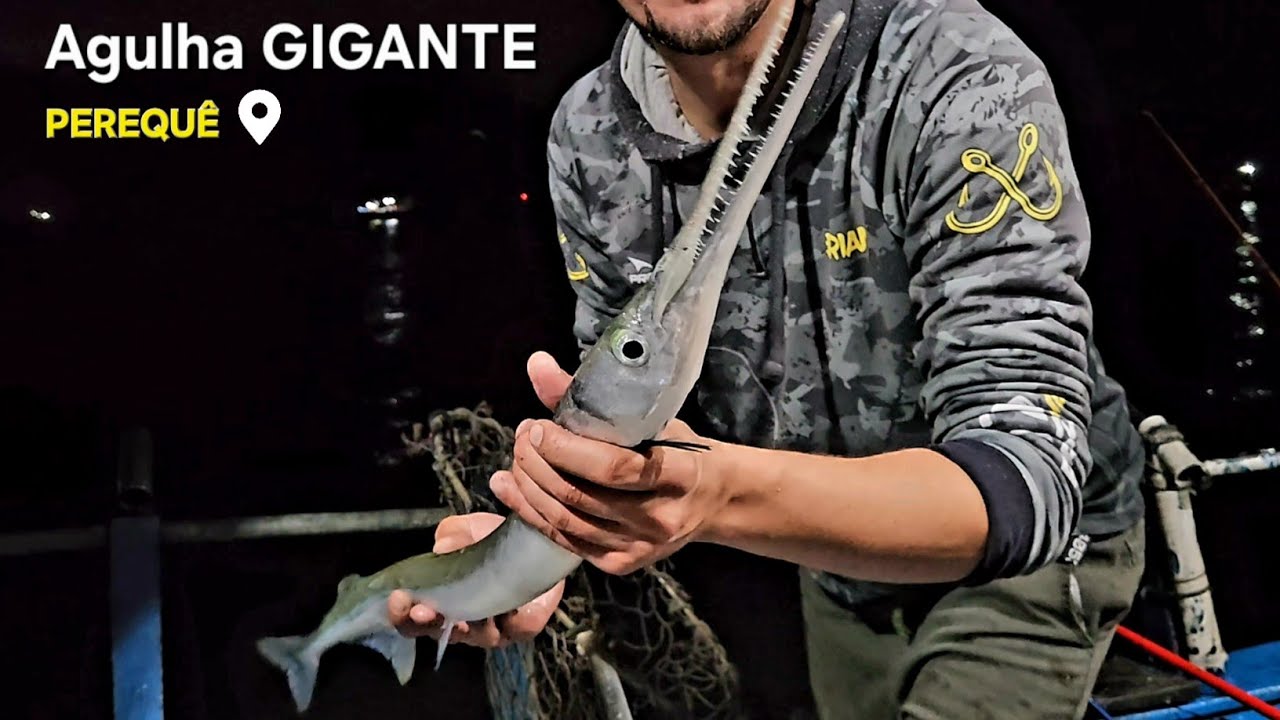 BOIA SUMIU, VARA QUASE QUEBROU! Captura de Peixe Agulha GIGANTE no PEREQUÊ
