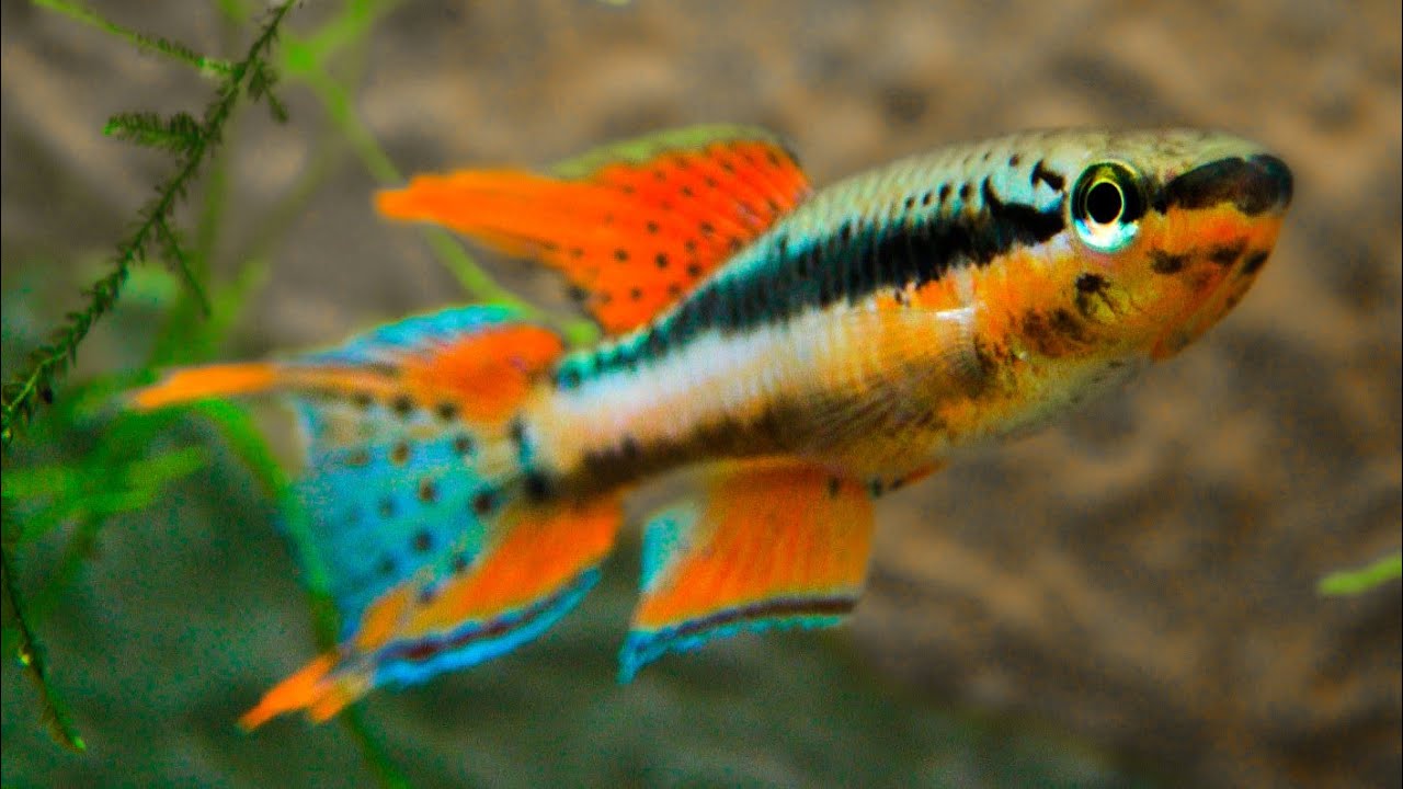 Aphyosemion (Chromaphyosemion) bitaeniatum 'Lagos' ᴴᴰ