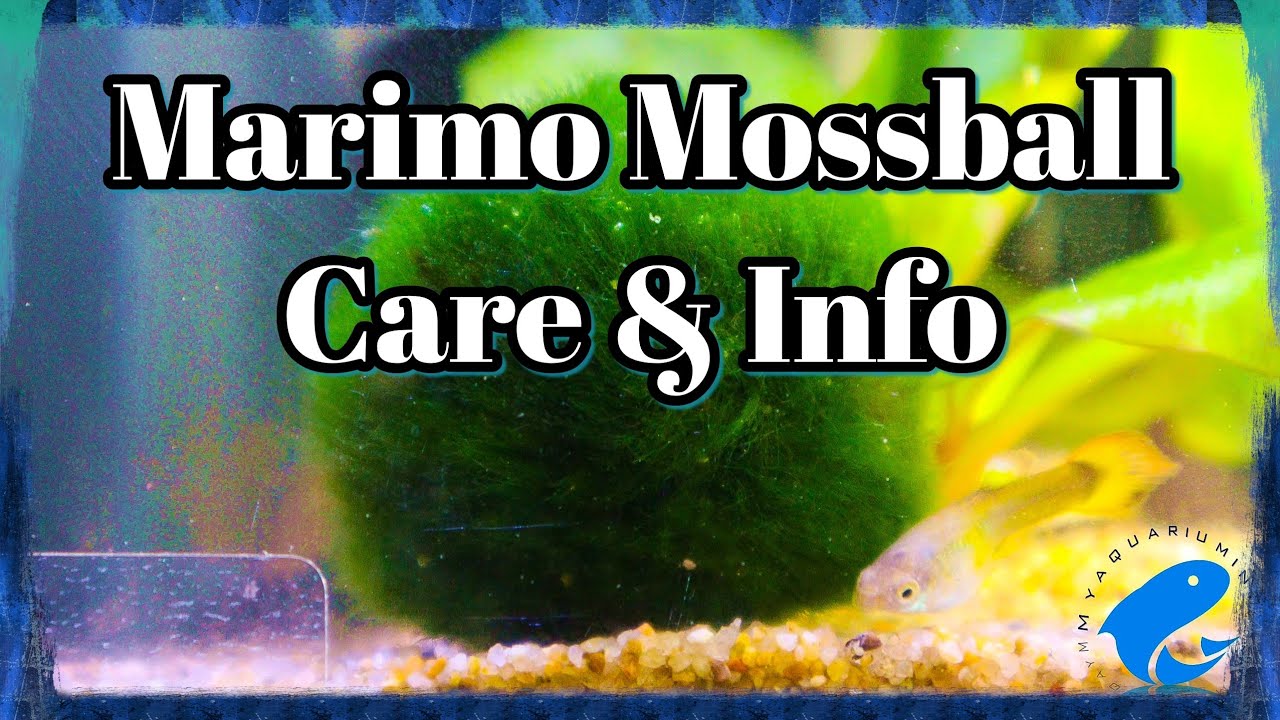 Marimo Moss Ball Care & Information - Aegagropila linnaei