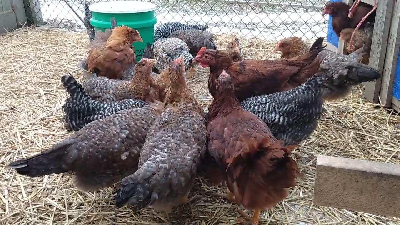 Chickens Nearing Maturity 11-12 Weeks