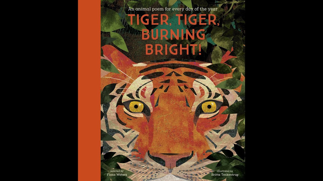 شرح stanza 2من قصيدة Tiger tiger للصف الاول الاعدادي منهج Hello plus