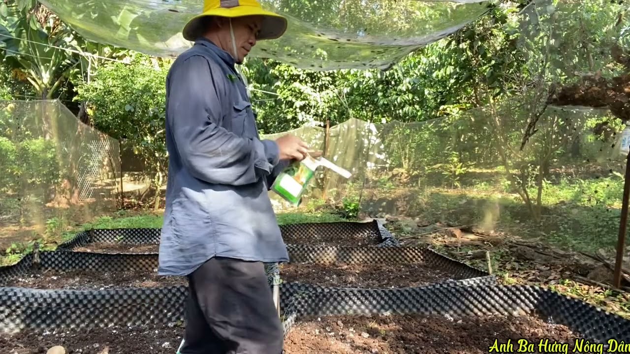 Trồng rau ăn, và trồng thêm mấy cây dừa quanh hồ bơi.