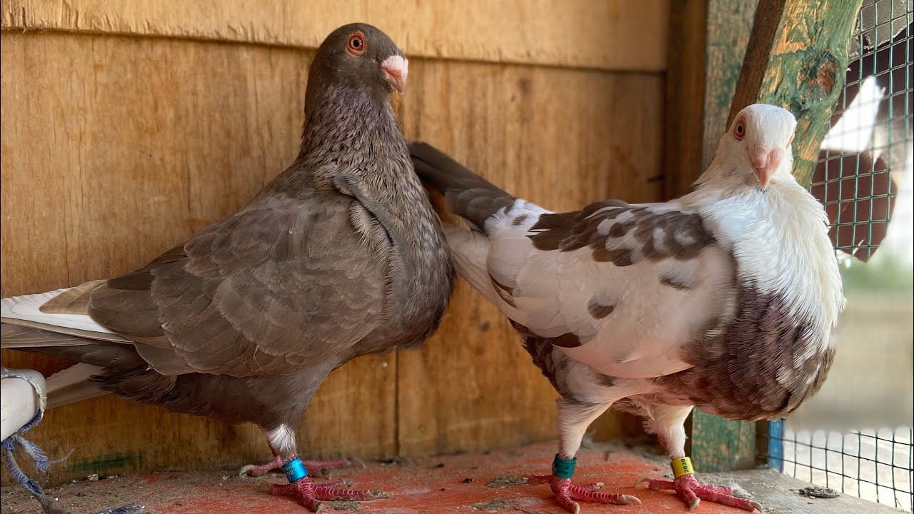 Éleveur des pigeons de race au Sénégal