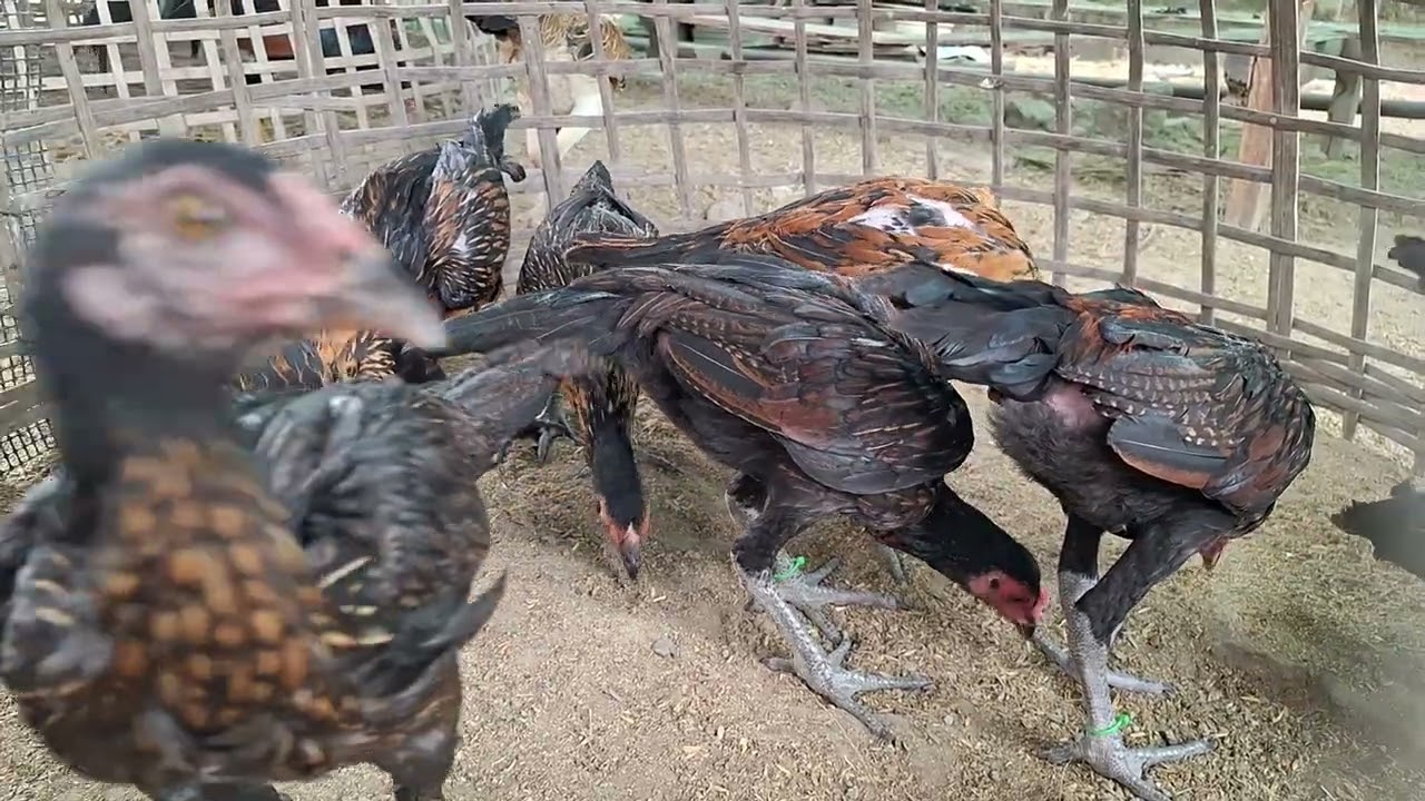 ลูกไก่เยียร์สวยๆ สายมหานคร+พม่าง่อนเยียร์