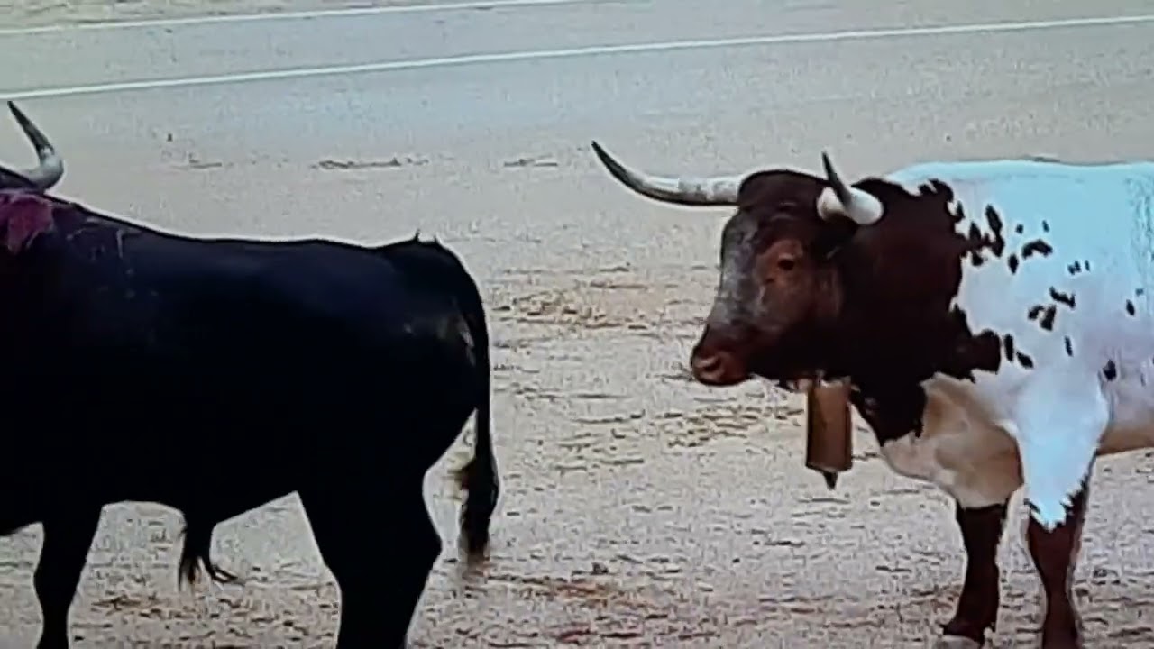 plaza de toros de las ventas cabestros recogiendo un toro este no quiere seguir la parada