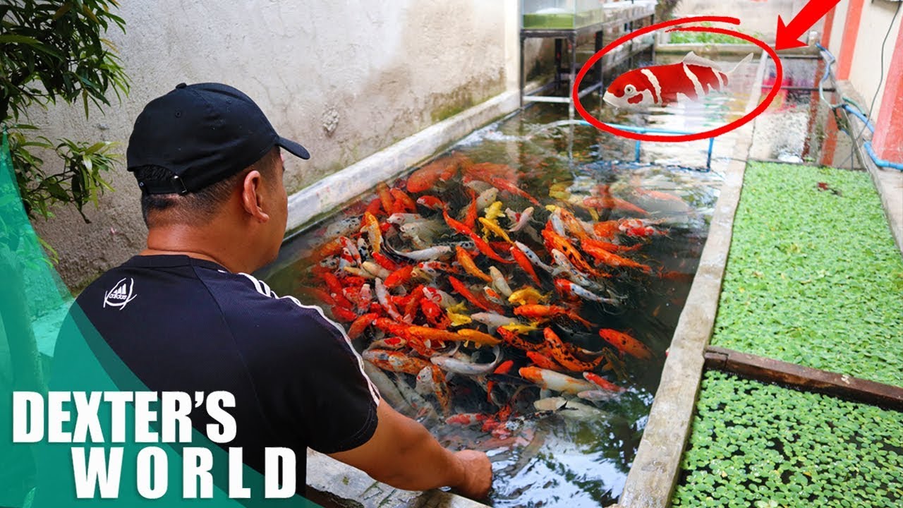 UNBELIEVABLE  KOI  growth all because of TUBIFEX WORMS!