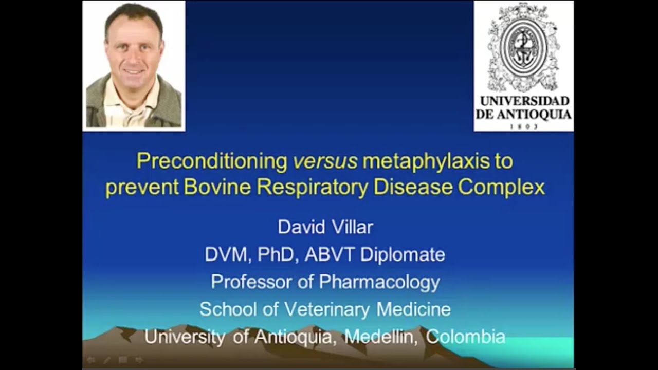 Preconditioning versus metaphylactic use of antimicrobials for bovine respiratory disease