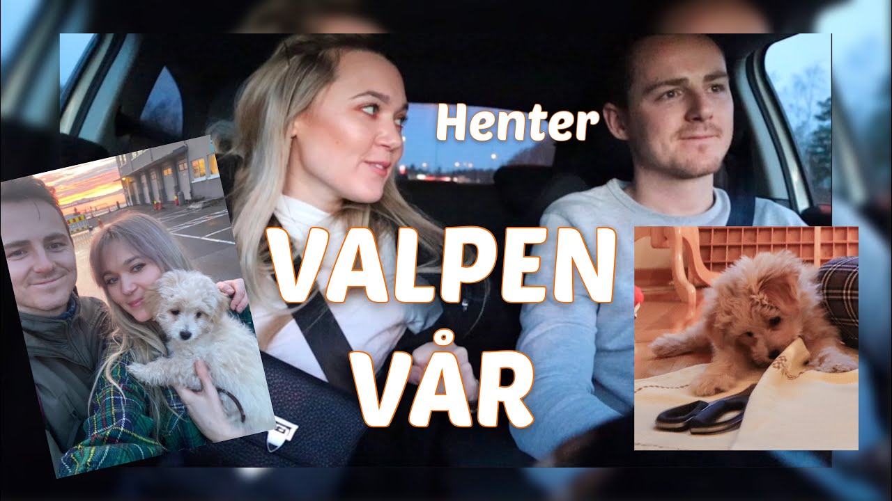 Henter valp i Sverige