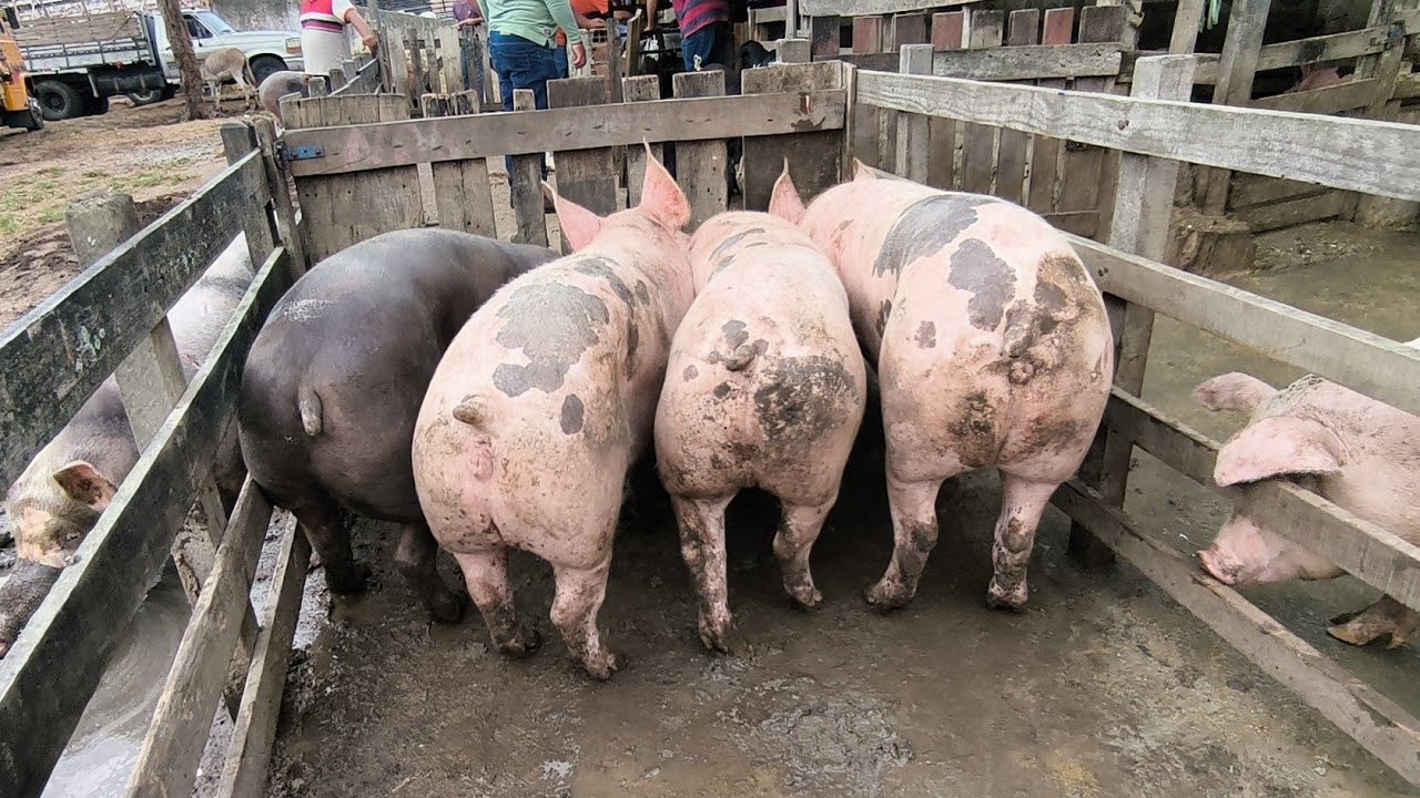FEIRA DO PORCO DE CAMPINA GRANDE-PB 21/01/2026