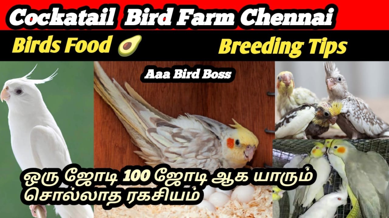 Cockatiel Bird farm in chennai | பறவை வளர்ப்பில் business  |  Best Maintenance | Aaa Bird Boss