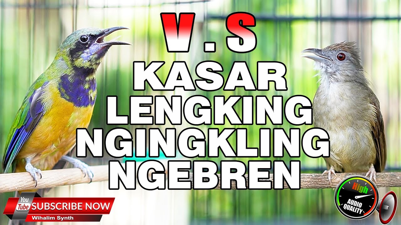 CUCAK CUNGKOK FULL ISIAN MEWAH JERNIH VS KAPAS TEMBAK GACOR PANJANG HD, MASTERAN MURAI BATU TERBAIK