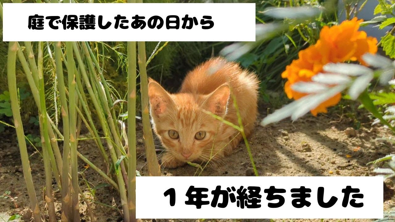 庭で保護したあの日から１年が経ちました