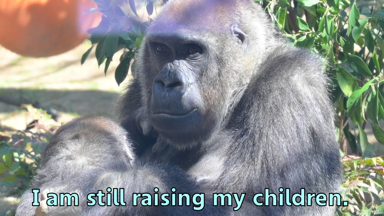 Gorilla Genki holds a pampered Kintaro and puts him to sleep.【Kyoto city zoo/Gorilla Fam】