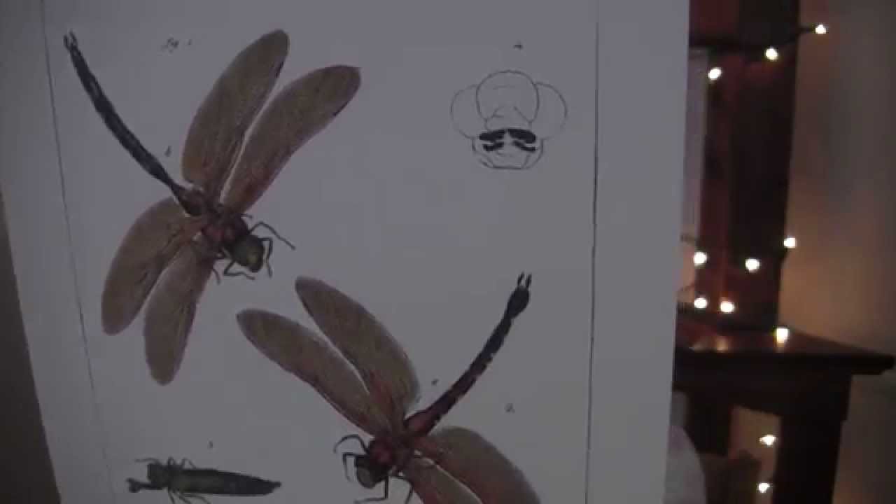 ASMR Paper & Magazine Whisper (paper sounds + flipping through Nat Geo)w