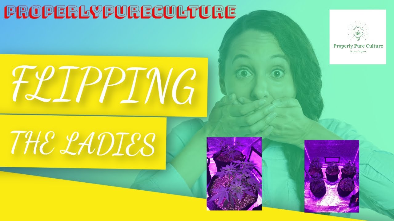 ProperlyPureCulture| Flipping The Ladies |Flower Week 1: Black Domina x Scotts Og