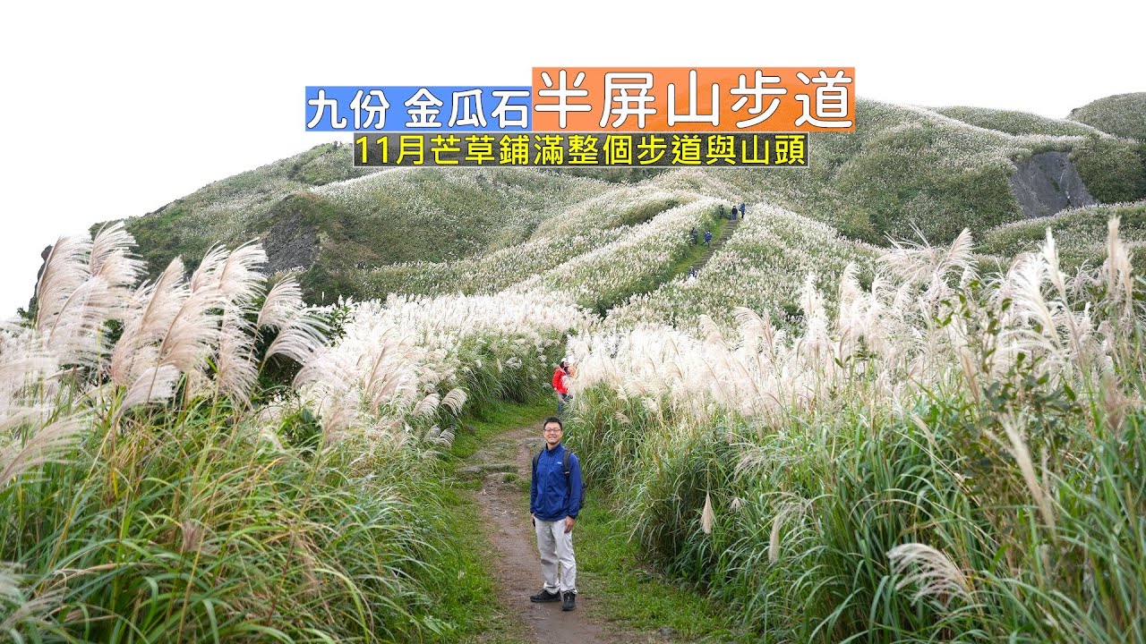 芒草季讓九份、金瓜石山區披上黃色地毯！帶你走入半屏山最美的芒草網美拍照點