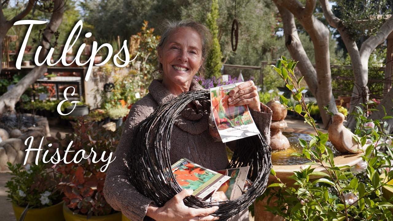 🌷🌷How to Plant Tulips in Pots Plus A Brief History of Tulip Mania! 🌷🌷