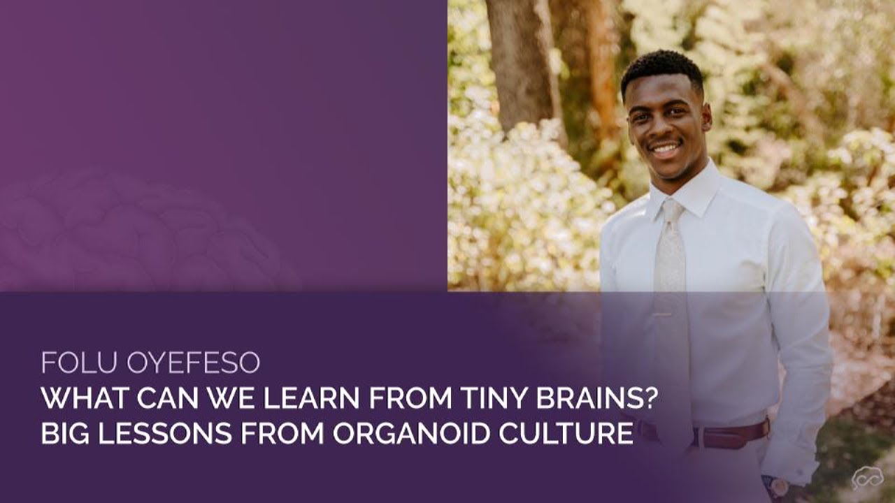 Folu Oyefeso:  What can we learn from tiny brains? Big lessons from organoid culture | Corpus Curios