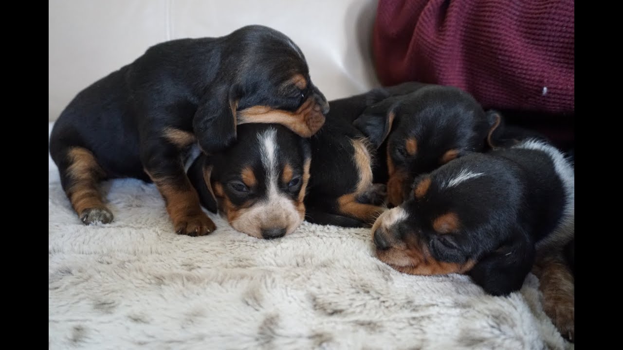 Updated: 2.5 week Black/tan or Bluetick Beagles Bella litter