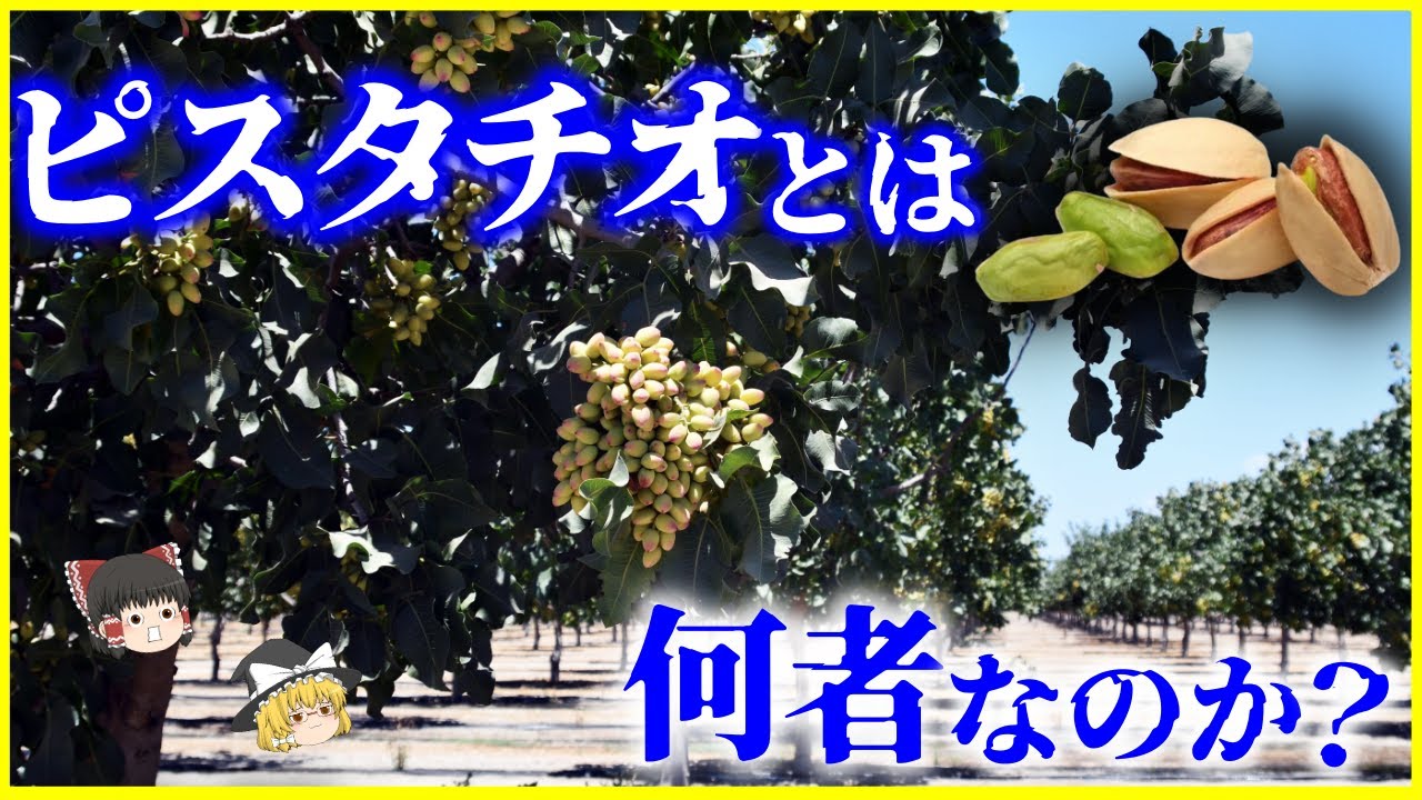 【ゆっくり解説】乾燥地で進化した驚異の生態…「ピスタチオ」とは何者なのか？を解説/ピスタチオの殻が割れる理由とは？
