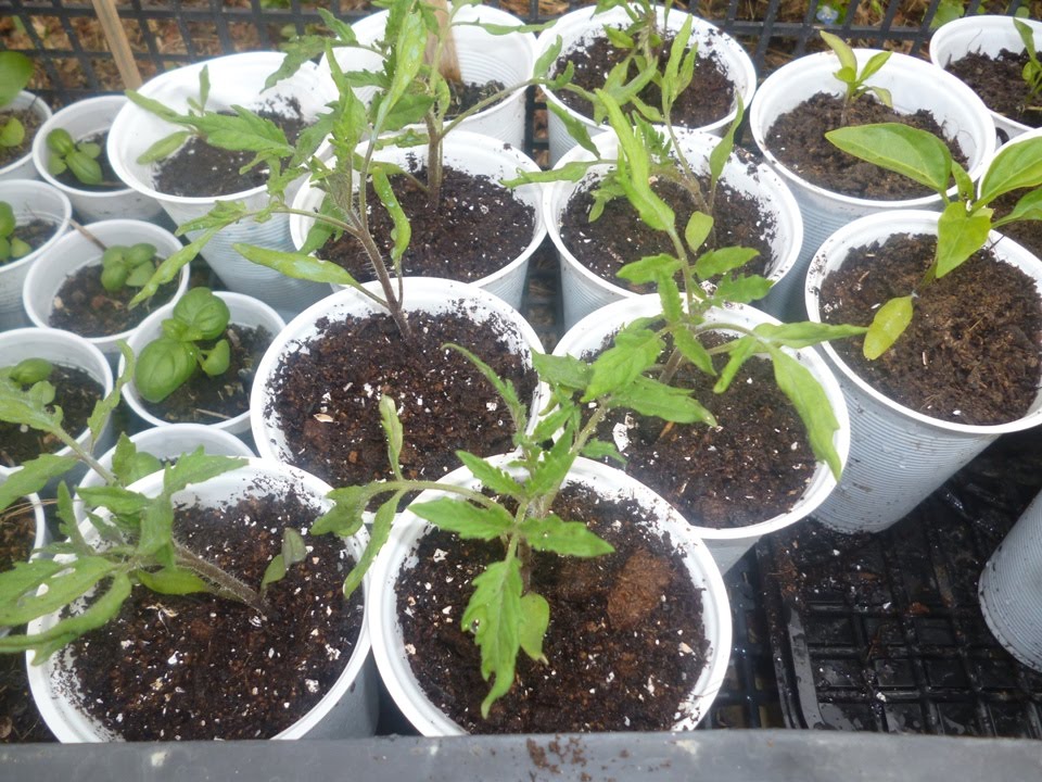 Συμπλήρωση χώματος σε φυντάνια ντομάτας - soil backfill tomato seedlings