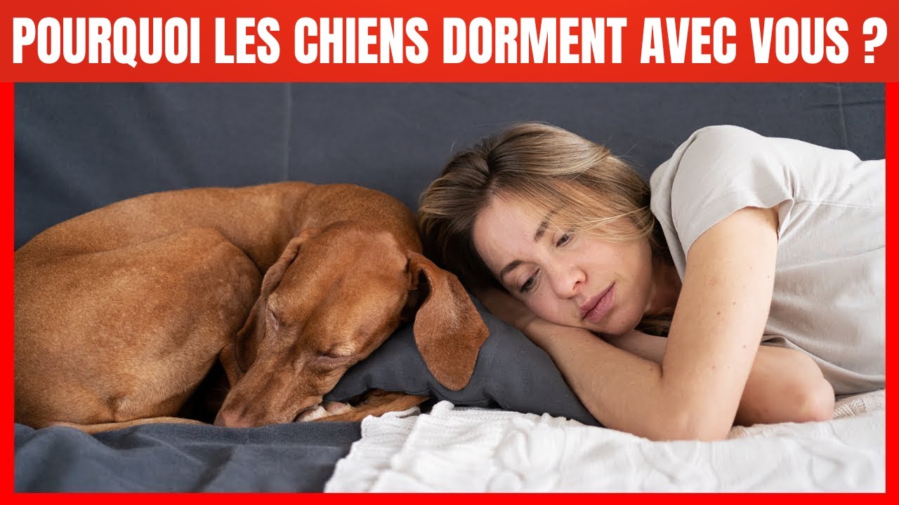 Pourquoi votre Chien dort-il avec vous ? 7 raisons que vous allez adorer !