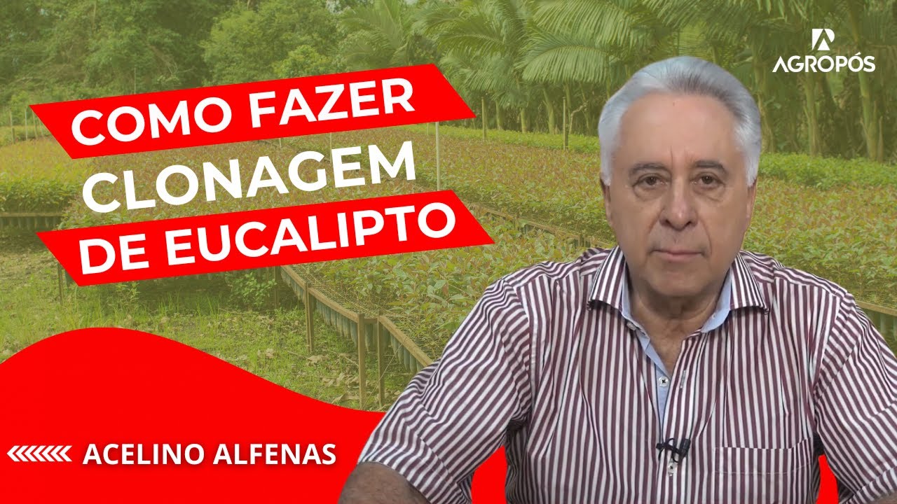 Clonagem de mudas de eucalipto