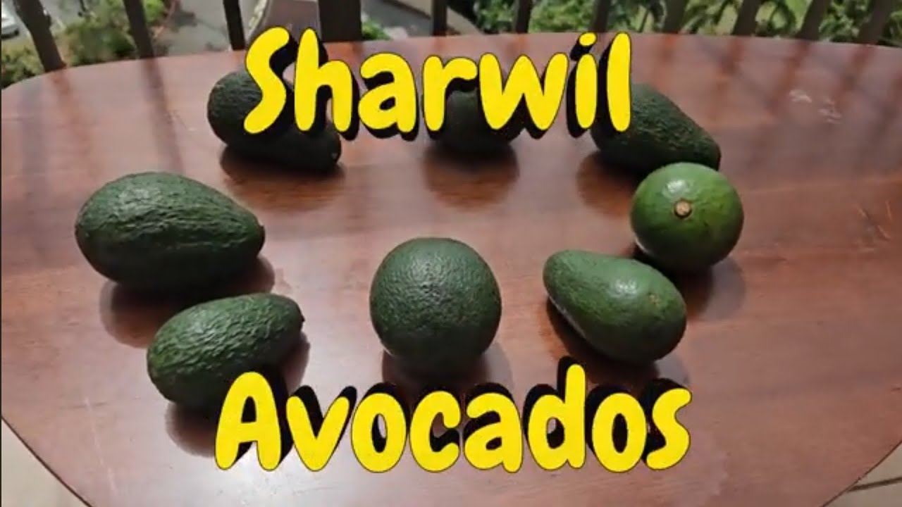 Kona Sharwil 🥑Avocado🥑 Taste Test in Hawaii
