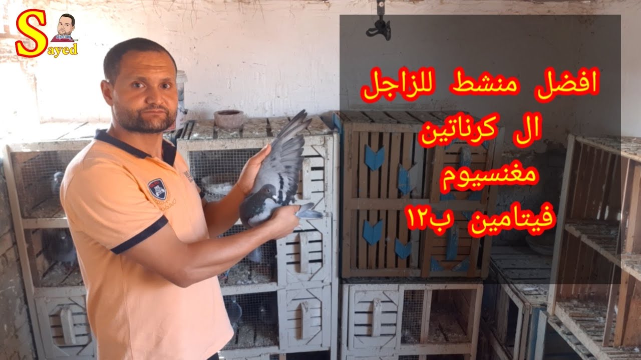 افضل منشط للحمام الزاجل في السباق #ال كرناتين #المغنسيوم #سي ام كي #cmk#كربه بور#بالجازول#بروباك الف
