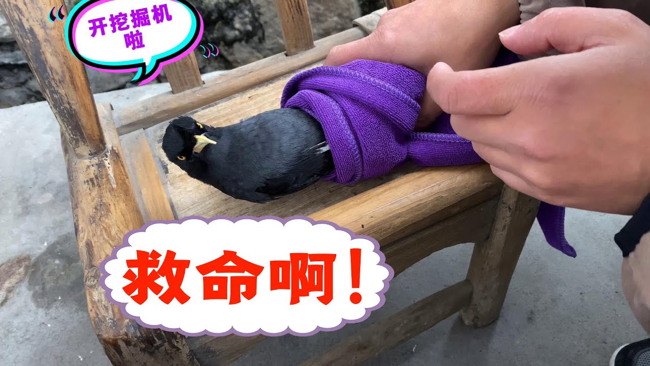 主人想让小鸟睡个午觉，结果小鸟开口说话，网友：主人做这行的？【天下一场梦】