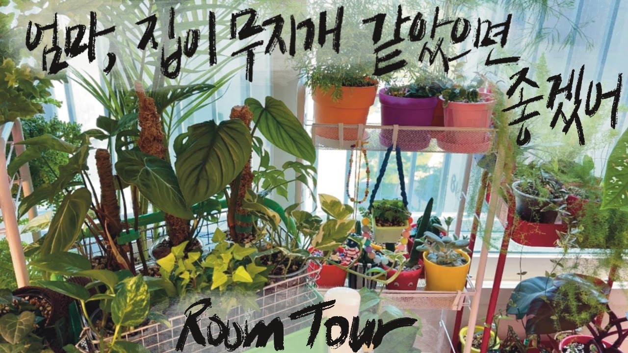 [RoomTour] 식집사 반 년만에 27종이 넘는 고사리를 빵실하게 키운! 파주 무지개집 1편