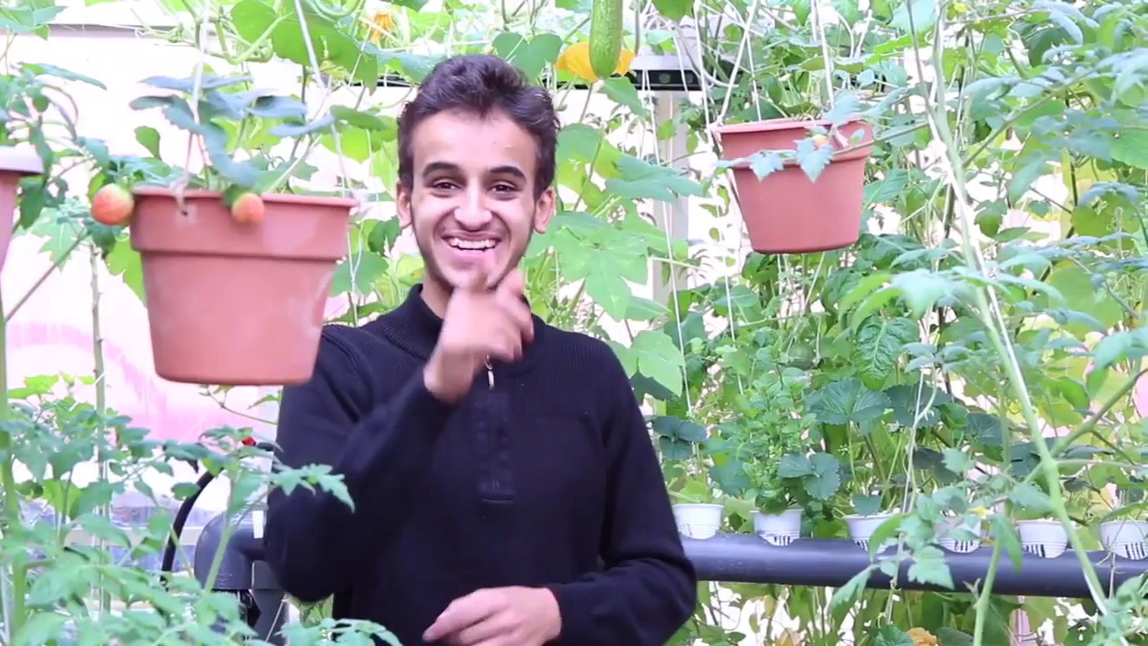 كيفية زراعة نبتة الفراولة والاهتمام فيها  How to grow strawberries plant and attention to the