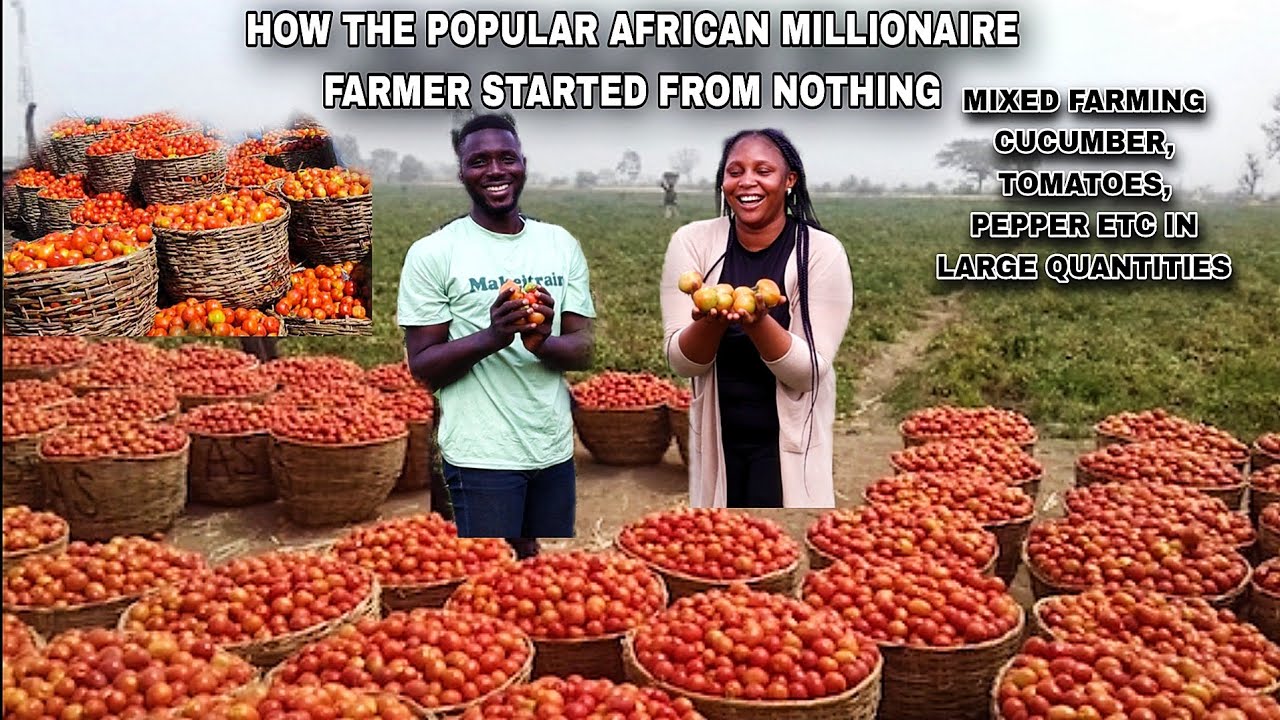 WEST AFRICA BIGGEST TOMATO AND CUCUMBER FARMING, I QUIT MY JOB TO START THIS AND MAKE MORE MONEY