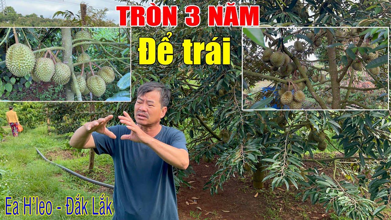 NHỎ MÀ CÓ VÕ, SẦU RIÊNG 2 - 3 NĂM ĐỂ TRÁI